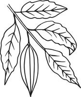 cocoa beans growing on a branch with leaves hand drawn doodle. single element for design icon, label, poster, menu, card, sticker, plant vector