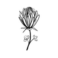 flores y elementos florales hechos a mano. Ilustración de vector doodle.
