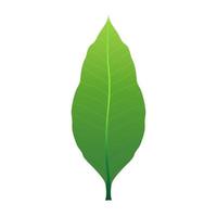 One mango green leaf. Vector design on white background. It is a sweet fruit.
