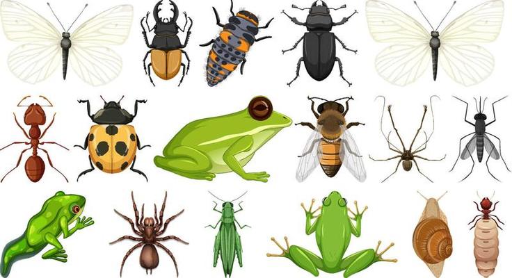 Different insects collection isolated on white background