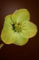 Yellow flower blossom close up helleborus viridis family ranunculaceae high quality big size botanical prints photo