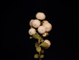 Wild white small flower fruit close up botanical background symphoricarpos orbiculatus family caprifoliaceae big size high quality print photo