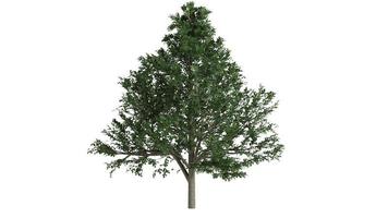 3D Trees Background Scene White photo