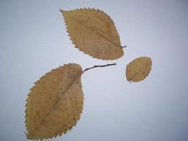 Dried leaves of trees and plants herbarium on white background photo