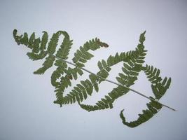 Dried leaves of trees and plants herbarium on white background photo