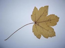 Dried leaves of trees and plants herbarium on white background photo