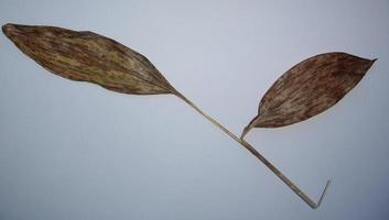 Dried leaves of trees and plants herbarium on white background photo