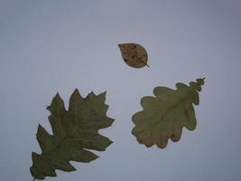 Dried leaves of trees and plants herbarium on white background photo