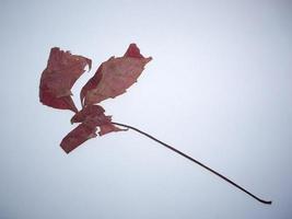 Dried leaves of trees and plants herbarium on white background photo