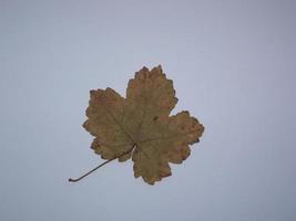 Dried leaves of trees and plants herbarium on white background photo