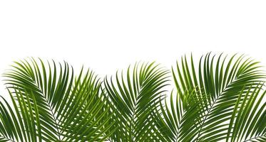 Coconut leaves on white background with clipping path for tropical leaf design element.vector illustration design vector