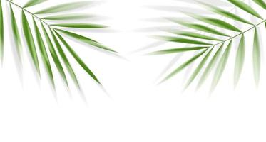 Plam leaves on white background with clipping path for tropical leaf design element.vector illustration design vector