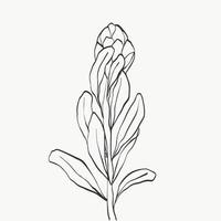 Conjunto de flor de protea y línea de hojas tropicales sobre fondo blanco. regalo de vacaciones, ramo, brotes. una hermosa flor de moda macro shot. diseño de ilustraciones vectoriales