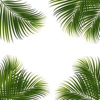 Coconut leaves on white background with clipping path for tropical leaf design element.vector illustration design vector