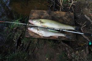 Pesca exitosa naturaleza muerta con una caña de pescar y un gran pez lucioperca junto al río, naturaleza muerta foto