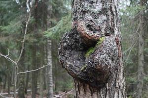 suvel, un gran crecimiento en el tronco de un árbol de cerca foto