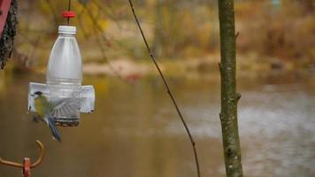 mees vliegt en voedt zich bij de feeder in slow motion in de herfst video