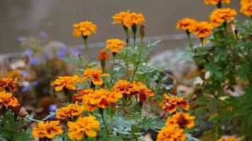 Caléndulas de color amarillo brillante en primer plano de otoño video