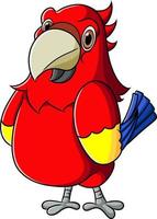 The fat parrot is standing and looking at camera vector