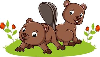 The couple beaver is playing together in the park vector