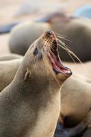 retrato de un león marino con la boca abierta. muchos otros alrededor. Namibia foto