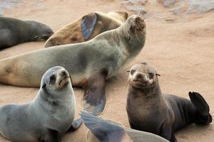 Retrato de un adulto y dos jóvenes lobos marinos en Cape Cross, Namibia foto