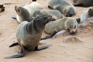 linda colonia de leones marinos en Cape Cross. Namibia foto