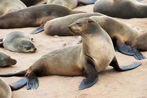 Group of sea lions at the namibian coast.