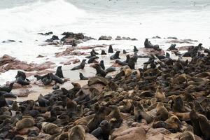 Colonia de leones marinos en Cape Cross. costa de namibia foto