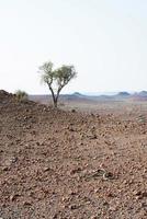 Beautiful landscape with an only tree in Damaraland, Namibia photo