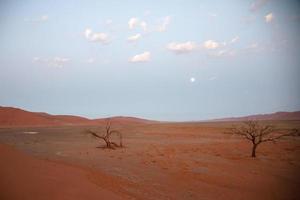 Beautiful desertic landscape in Namib desert. Two trees, red san dunes and no people. Namibia