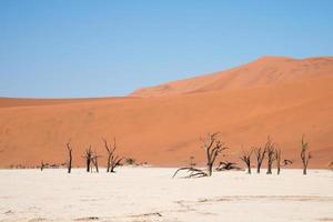 árboles de camelthorn fosilizados en deadvlei. hermoso paisaje en una zona extremadamente seca. desierto de Namib, Namibia foto