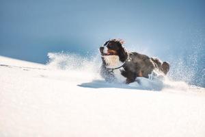 Big hairy Bernese Mountain dog runs in the fresh snow photo