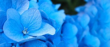 Blue Hydrangea or Hydrangea macrophylla from Sapporo Hokkaido Japan. photo