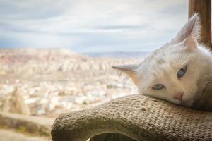 white cat by window photo