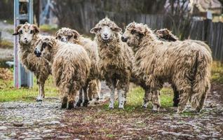 Group of domestic sheeps in a countryside of Romania photo
