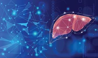 Liver illustration showing connections using lines and triangles. vector