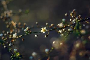 Cherry blossom in spring for background or copy space for text. soft focus photo