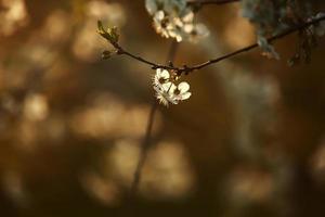 temporada de primavera. flores de cerezo de primavera, flores blancas. foto