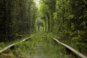 túnel natural del amor formado por árboles en ucrania, klevan. Antiguo ferrocarril en el hermoso túnel en día de verano foto