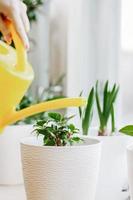 Woman is watering house plants from a yellow watering can.