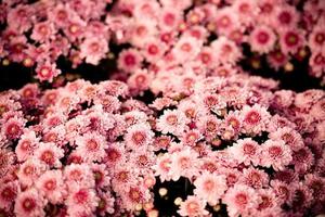 Close up of bunch flower pink chrysanthemum pink beautiful texture background - chrysanthemum flowers blooming decoration festival celebration photo