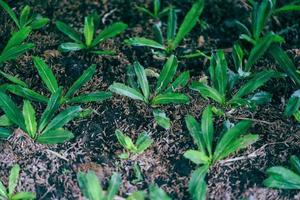 Siembra de culantro joven en suelo - plantación de culantro vegetal hojas plantas agricultura, cilantro diente de sierra foto