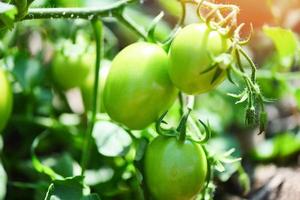 Green tomato in the plants farm agriculture organic with sunlight - Fresh green unripe tomatoes growing in the garden photo