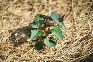 Siembra de ñame planta dulce de patata en paja seca - planta de ñame púrpura en plantación agrícola foto