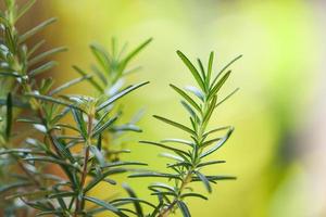 Organic rosemary plant growing in the garden for extracts essential oil Fresh rosemary herbs nature green background photo