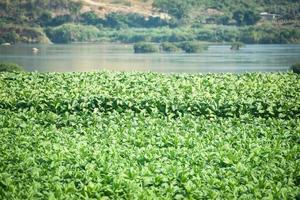 Planta de hoja de tabaco que crece en la agricultura agrícola en Asia con fondo de río y montaña - Plantación de hojas de tabaco verde joven en el fondo del campo de tabaco foto