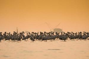 Anastomus oscitans large wading bird in the stork family - Asian openbill stork birds in the lake photo