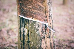 Rubber latex droping extracted from rubber tree plantation agriculture of asia for natural latex photo