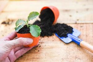 Hand planting flowers in pot with soil on wooden background - works of gardening tools small plant at back yard photo